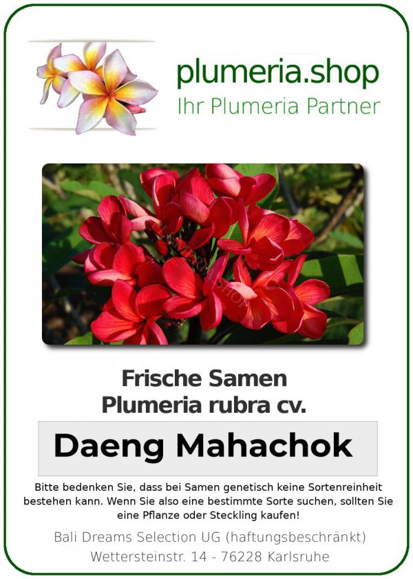Plumeria rubra "Daeng Mahachok"