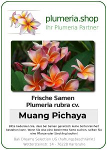 Plumeria rubra "Muang Pichaya"