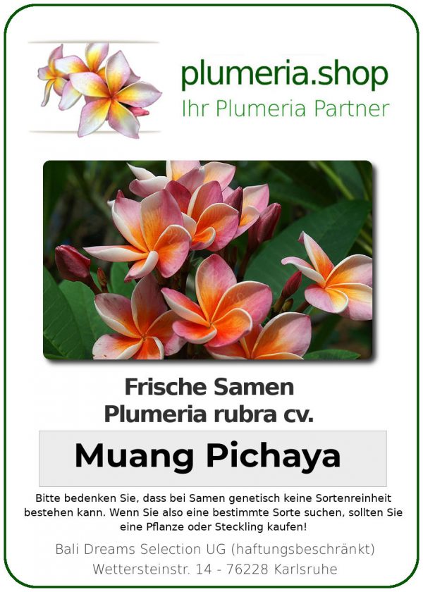 Plumeria rubra "Muang Pichaya"