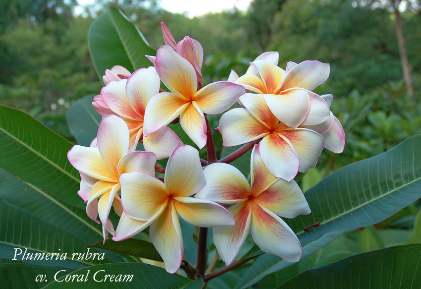 Plumeria rubra cv. "Coral Cream"