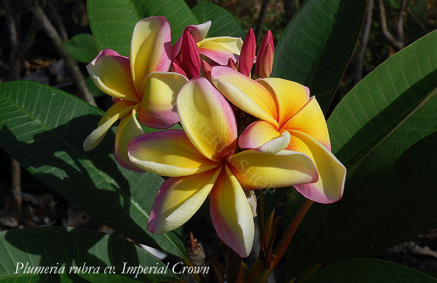 Plumeria rubra "Imperial Crown", wurzelnackt