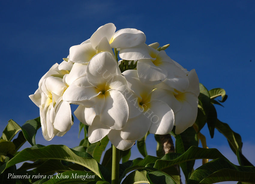 Plumeria rubra cv. "Khao Mongkon"