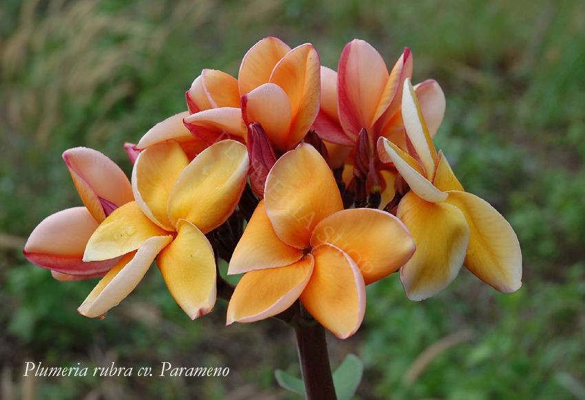 Plumeria rubra cv. "Parameno"