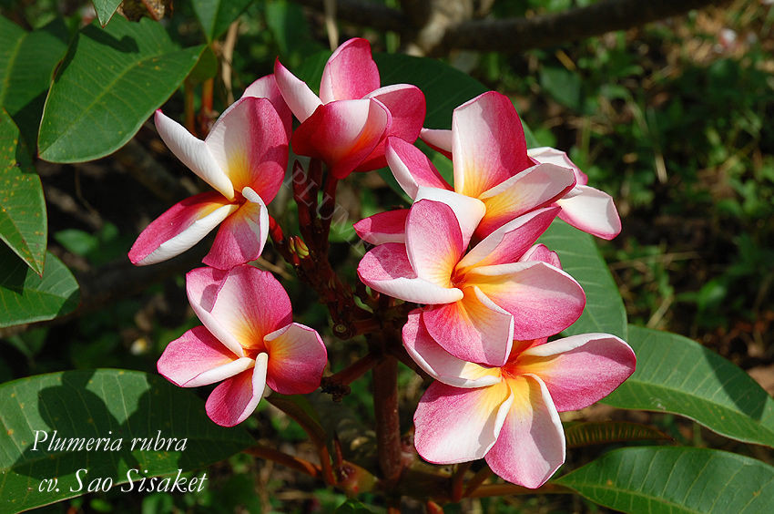Plumeria rubra cv. "Sao Sisaket"