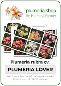 Plumeria rubra
