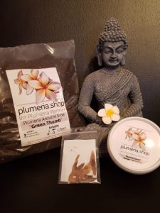 Frangipani Samen Starter Paket #1