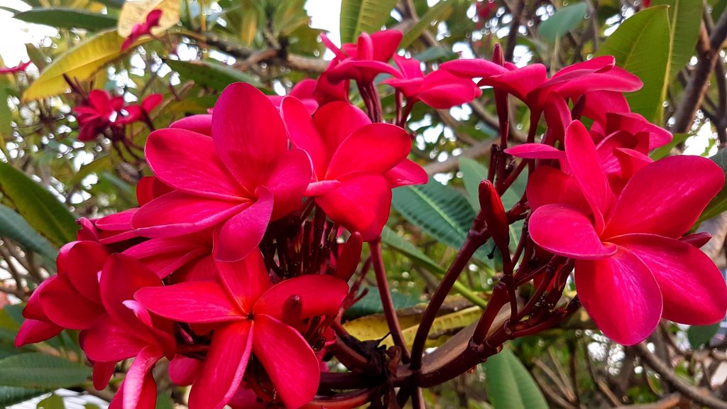 Plumeria rubra "Malaysian Red"