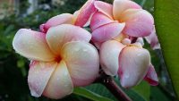 Plumeria rubra "KJ Sweet Lilac"