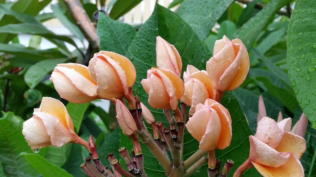 Plumeria rubra "KJ Wisdom of Caroline"