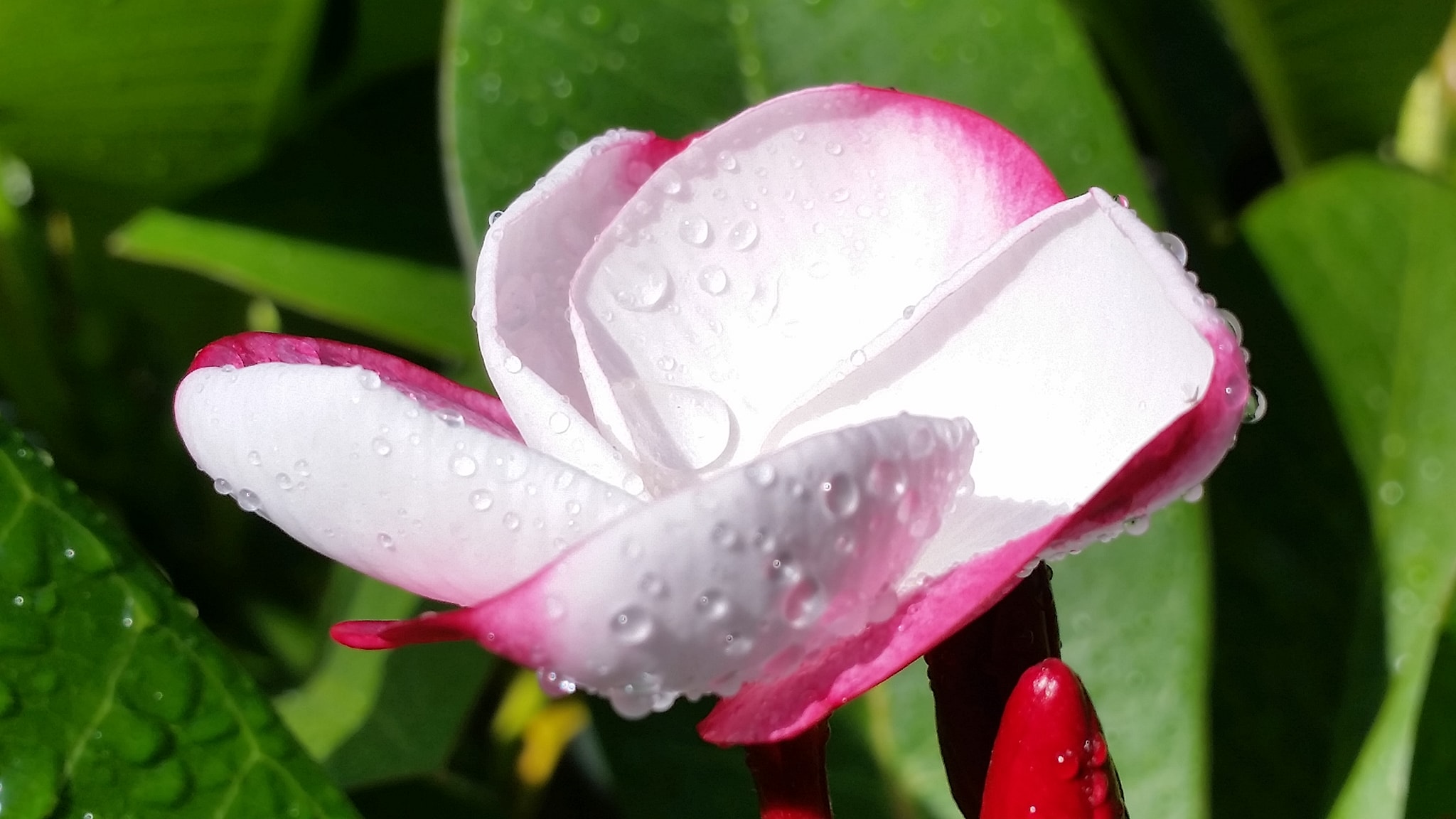 Plumeria rubra &quot;Pink Pansy&quot; (Pensée rose)