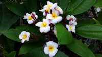 Plumeria rubra &quot;Thumbalina