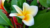 Plumeria rubra "Honeypot"