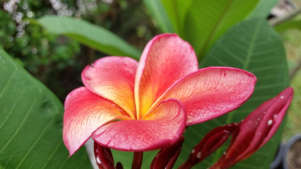 Plumeria rubra "Dulcemia" aka Orange-60
