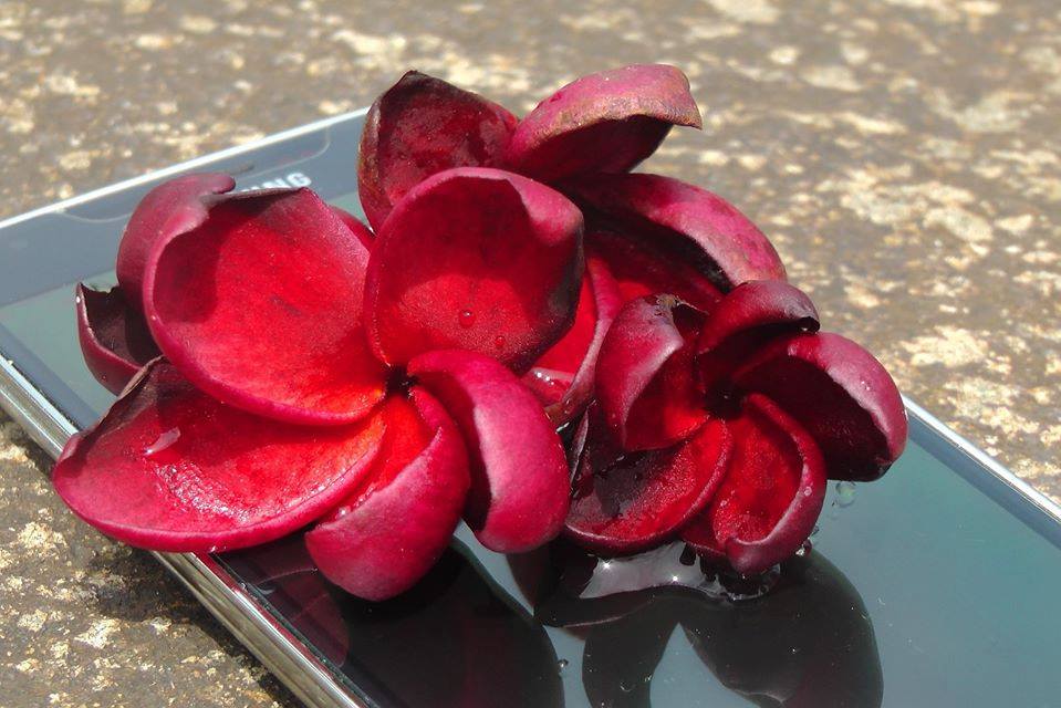 Plumeria rubra &quot;Sable noir