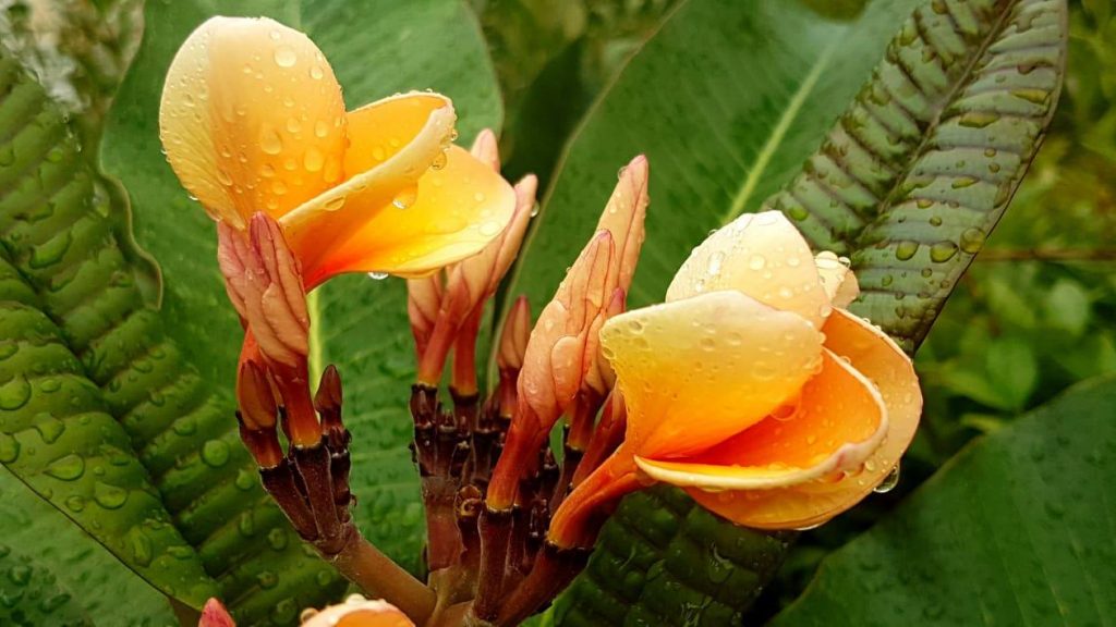 Plumeria rubra "KJ Miss Eva"