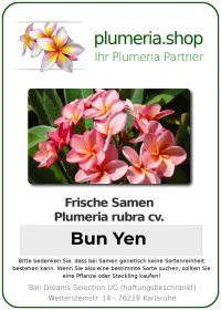 Plumeria rubra "Bun Yen"