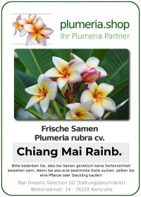 Plumeria rubra "Chiang Mai Rainbow"