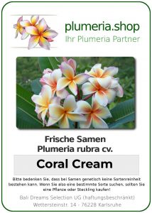 Plumeria rubra "Coral Cream"