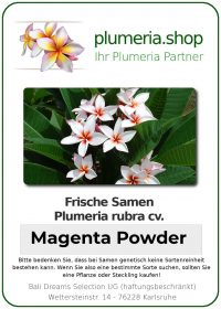 Plumeria rubra "Magenta Powder"