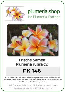 Plumeria rubra "PK-146"