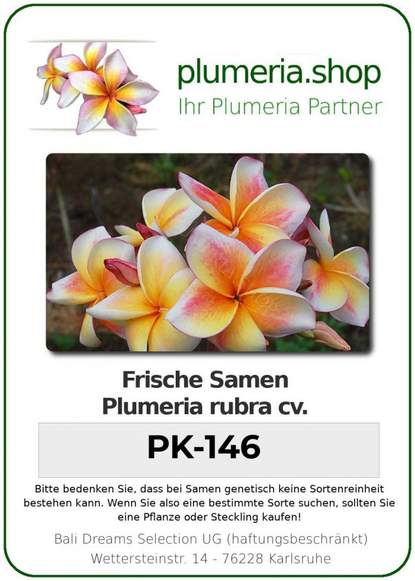 Plumeria rubra &quot;PK-146