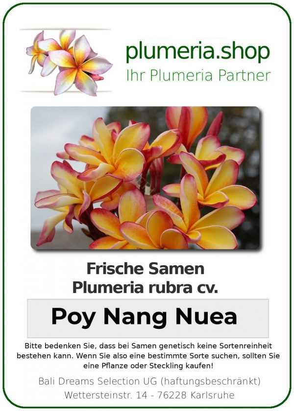 Plumeria rubra "Poy Nang Nuea"