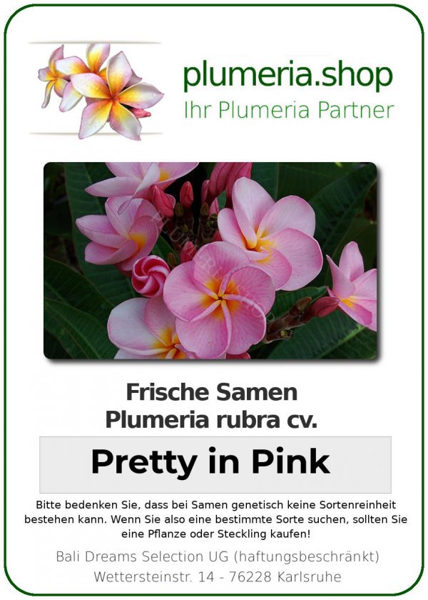 Plumeria rubra &quot;Pretty in Pink&quot; (Jolie en rose)