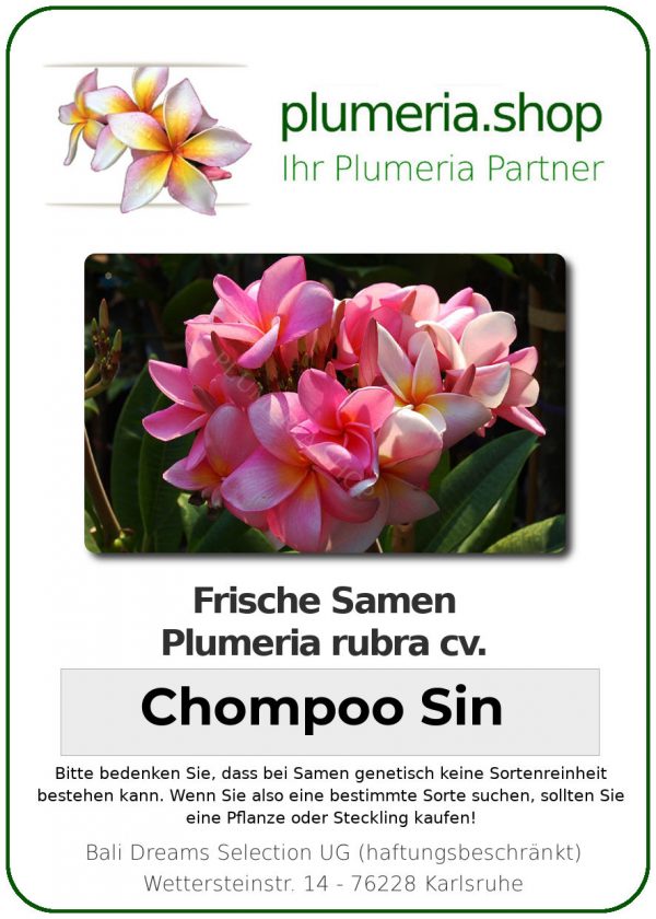 Plumeria rubra "Chompoo Sin"