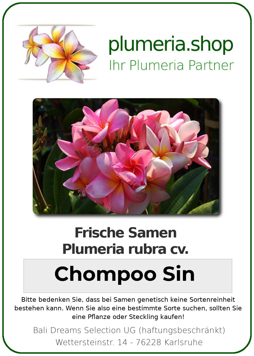 Plumeria rubra CHOMPOO SIN Frangipani blühfähig 