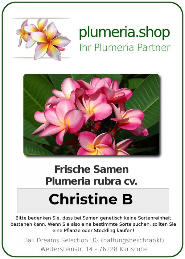 Plumeria rubra "Christine B"