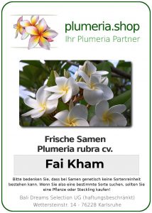 Plumeria rubra "Fai Kham"