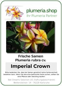 Plumeria rubra "Imperial Crown"