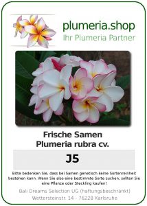 Plumeria rubra "J5"