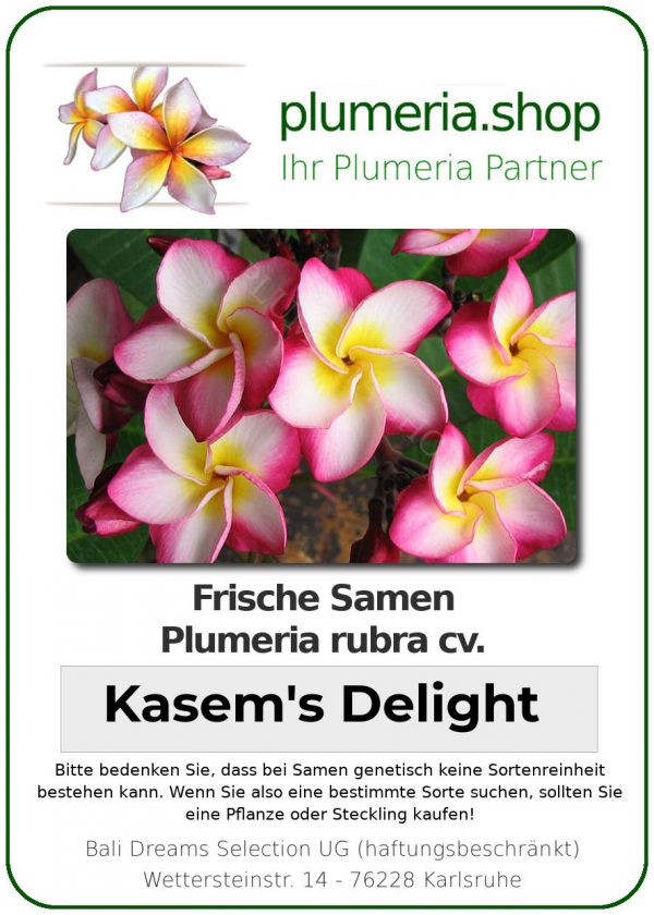 Plumeria rubra &quot;Kasem&#039;s Delight&quot; (Délice de Kasem)