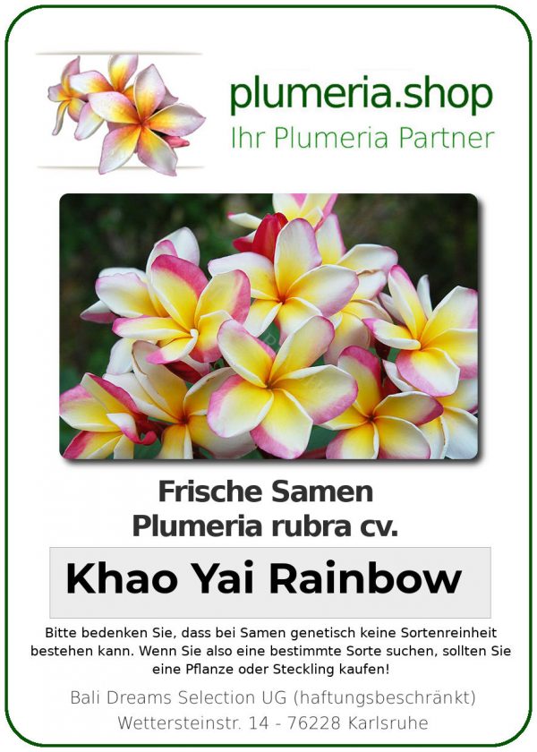 Plumeria rubra &quot;Khao Yai Rainbow&quot; (arc-en-ciel)