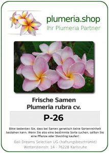 Plumeria rubra "P-26"