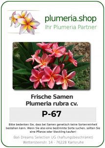Plumeria rubra "P-67"
