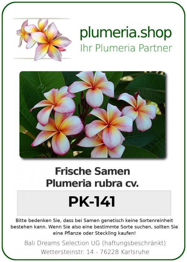 Plumeria rubra "PK-141"