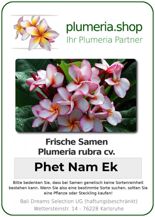 Plumeria rubra "Phet Nam Ek"