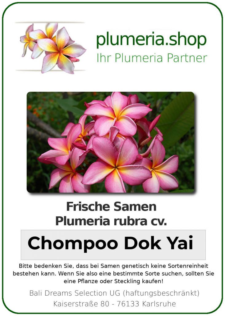 Plumeria rubra "Chompoo Dok Yai"
