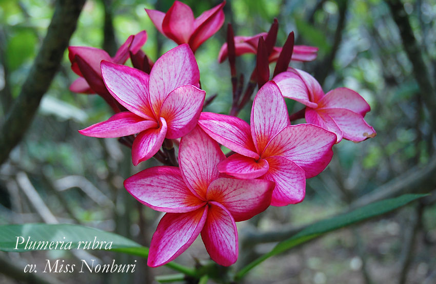 Plumeria rubra "Miss Nonbourri"