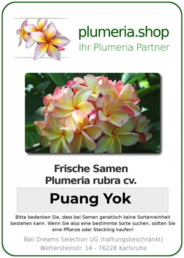 Plumeria rubra "Puang Yok"