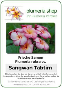 Plumeria rubra "Sangwan Tabtim"