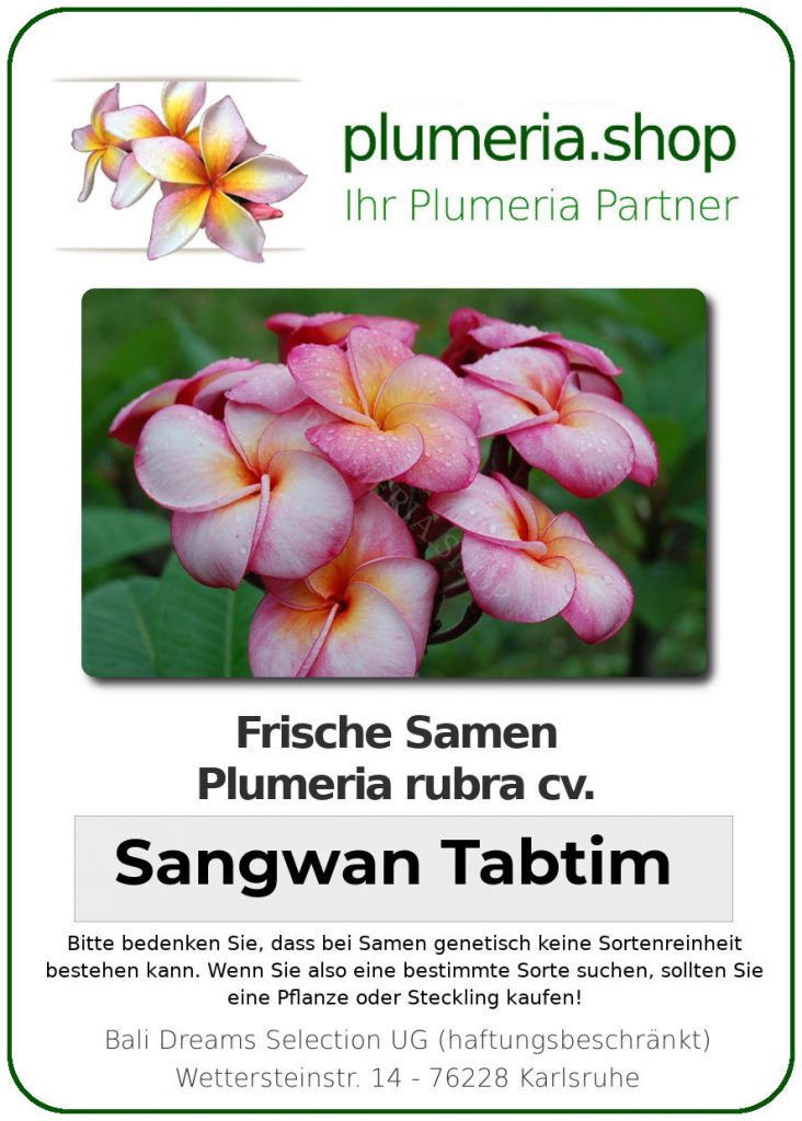 Plumeria rubra "Sangwaan Tabtim"