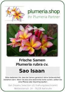 Plumeria rubra "Sao Isaan"