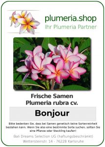 Plumeria rubra "Bonjour"