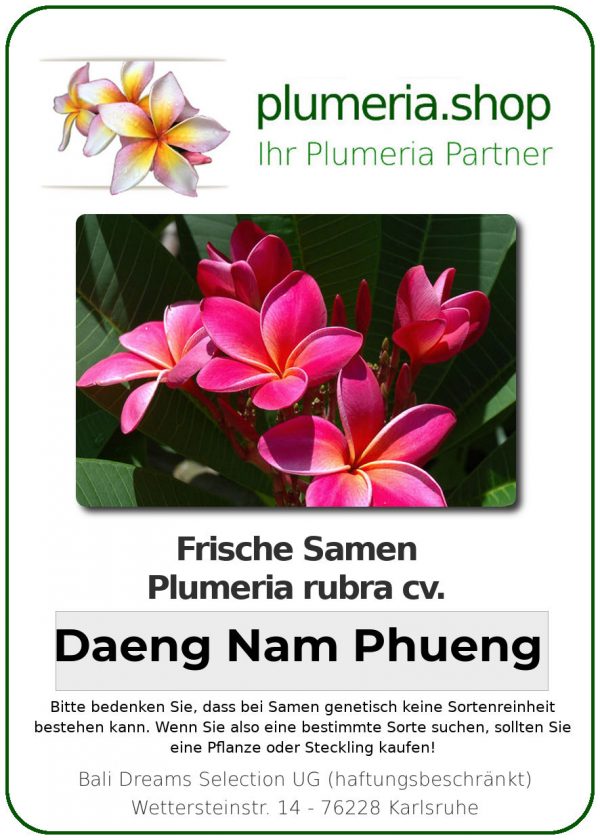 Plumeria rubra "Daeng Nam Phueng"