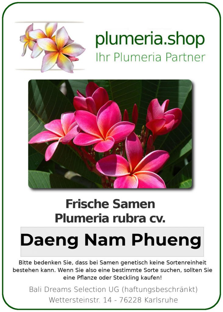 Plumeria rubra "Daeng Nam Phueng"