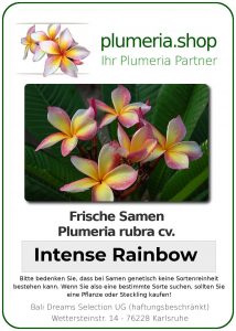 Plumeria rubra "Intense Rainbow"