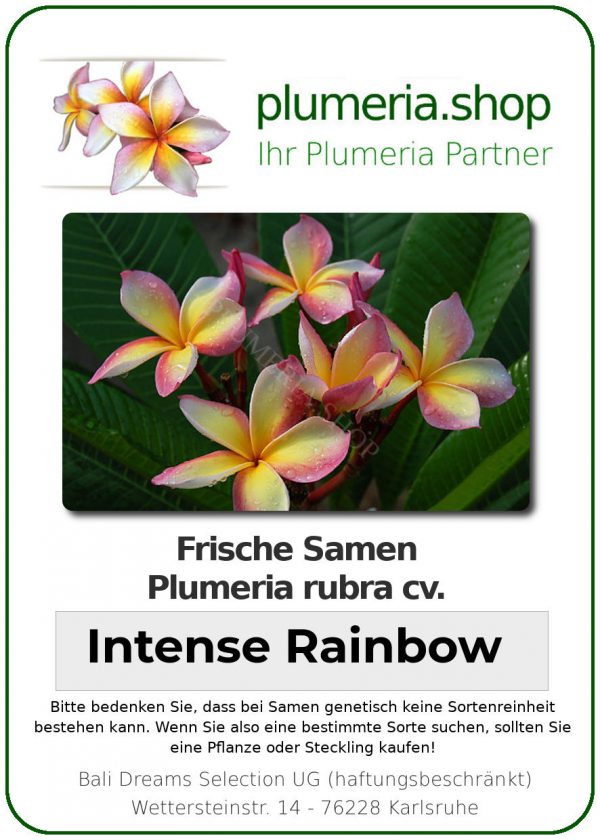 Plumeria rubra "Intense Rainbow"